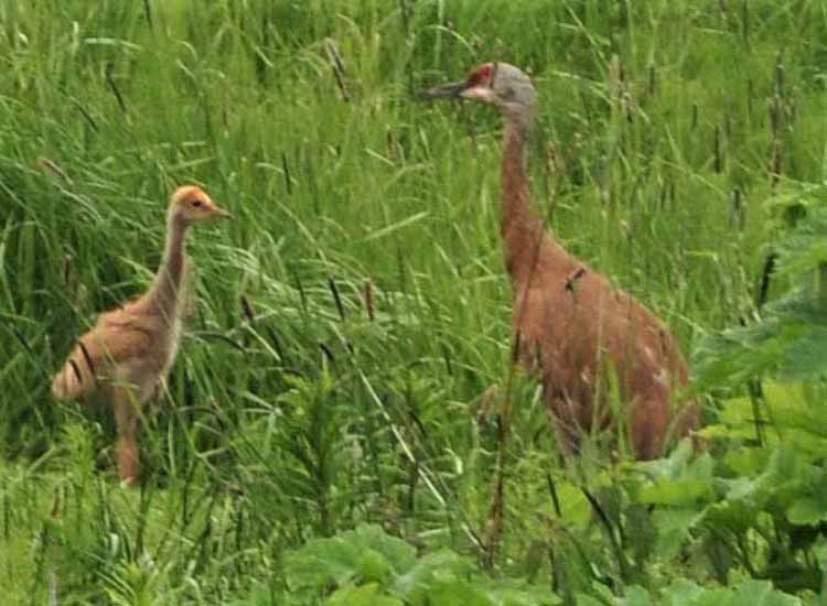 sandhill cranes family